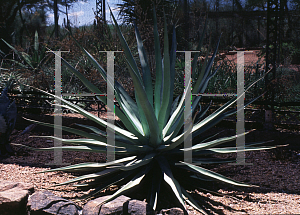Picture of Agave thrysoglossa 