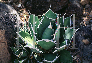 Picture of Agave titanota 