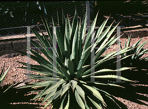 Picture of Agave utahensis x mckelveyana 