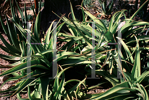 Picture of Agave vanbalenii 