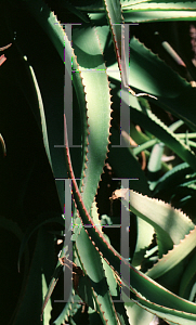 Picture of Agave vanbalenii 