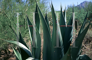 Picture of Agave weberi 