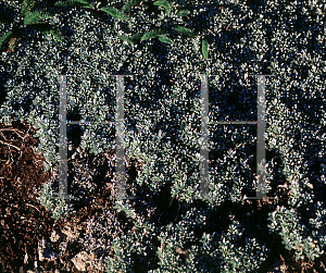 Picture of Antennaria rosea 