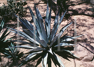Picture of Agave palmeri 
