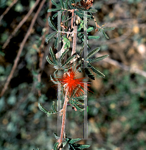 Picture of Calliandra americana 