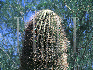 Picture of Carnegiea gigantea 