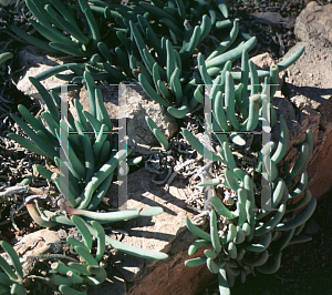 Picture of Cephalophyllum spongiosum 