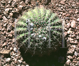 Picture of Echinopsis mamillosa 