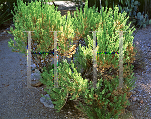 Picture of Ericameria laricifolia 
