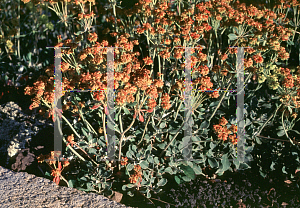 Picture of Eriogonum umbellatum 