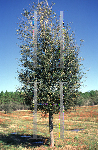 Picture of Quercus virginiana 'Cathedral Oak (Shadowlawn)'