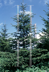 Picture of Abies balsamea 