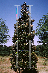 Picture of Magnolia grandiflora 'Altius'