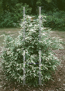 Picture of Tsuga canadensis 'Frosty'