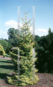 Picture of Picea orientalis 'Skylands'