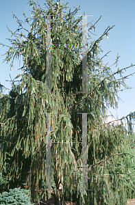 Picture of Picea abies 'Virgata'