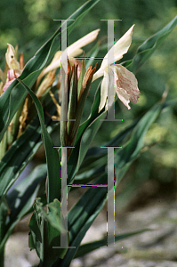 Picture of Roscoea auriculata 'Beesiana'