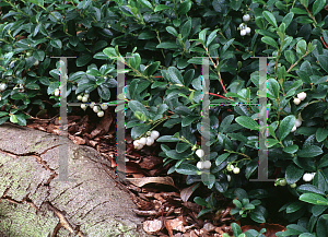 Picture of Gaultheria miqueliana 