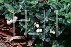 Picture of Gaultheria miqueliana 
