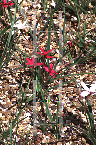 Picture of Rhodohypoxis baurii 