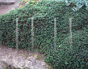 Picture of Arctostaphylos uva-ursi 
