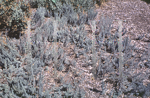 Picture of Artemisia austriaca 