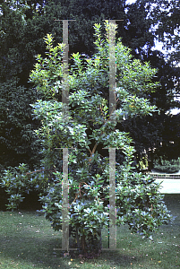 Picture of Arbutus x andrachnoides 