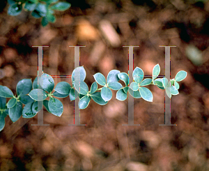 Picture of Berberis buxifolia 'Nana'