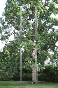 Picture of Betula albosinensis 