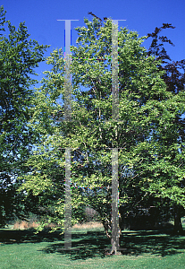 Picture of Betula alleghaniensis 