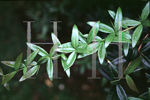 Picture of Berberis x hybrido-gagnepainii 