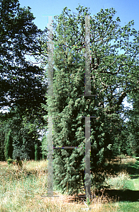 Picture of Cupressus bakeri ssp. mathewsii 