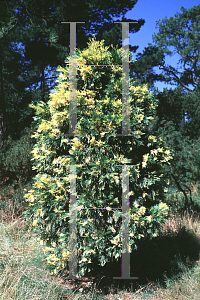 Picture of Calocedrus decurrens 'Aureo-variegata'