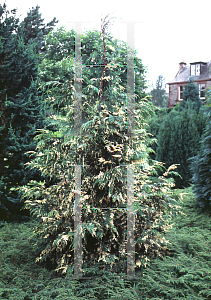 Picture of Chamaecyparis nootkatensis 'Aureo-variegata'