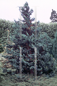 Picture of Chamaecyparis lawsoniana 'Wisselii'