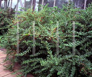 Picture of Coriaria myrtifolia 