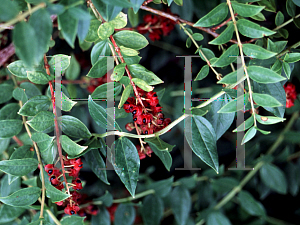 Picture of Coriaria myrtifolia 