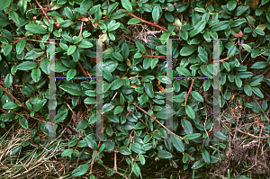 Picture of Cotoneaster dammeri  var. radicans 