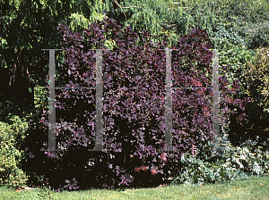 Picture of Cotinus coggygria 'Royal Purple'
