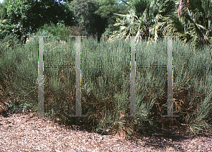 Picture of Cytisus purgans 