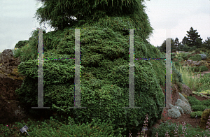 Picture of Cryptomeria japonica 'Vilmoriniana'