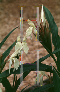 Picture of Roscoea auriculata 'Beesiana'