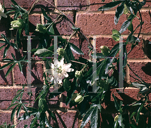 Picture of Passiflora caerulea 'Constance Eliott'
