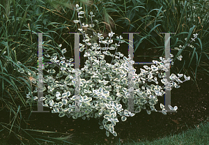 Picture of Helichrysum petiolare 'Variegatum'
