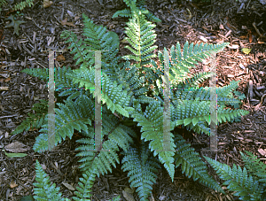 Picture of Polystichum polyblepharum 