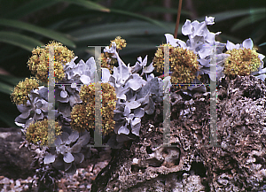 Picture of Eriogonum crocatum 