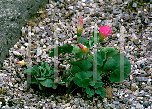 Picture of Oxalis viops 