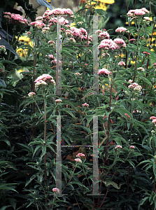 Picture of Eupatorium cannabinum 