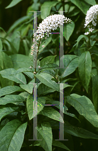 Picture of Lysimachia clethroides 