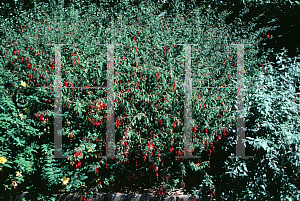 Picture of Fuchsia magellanica 